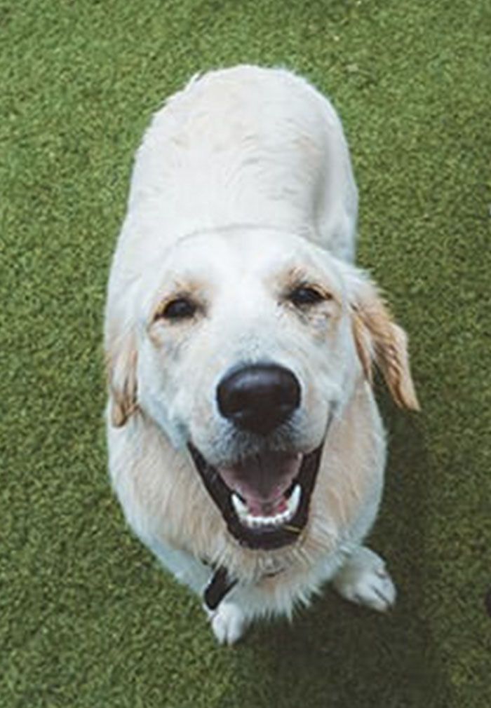smiling and happy dogs playing at the woof room daycare