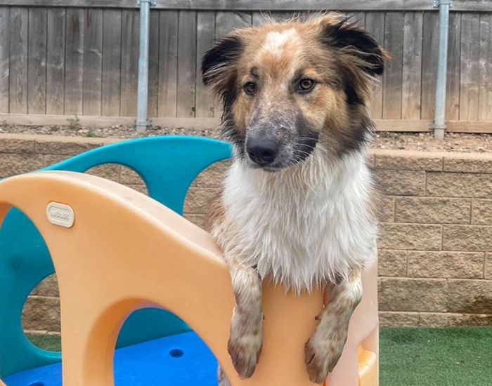 border collie mix looking at the camera at the woof room daycare