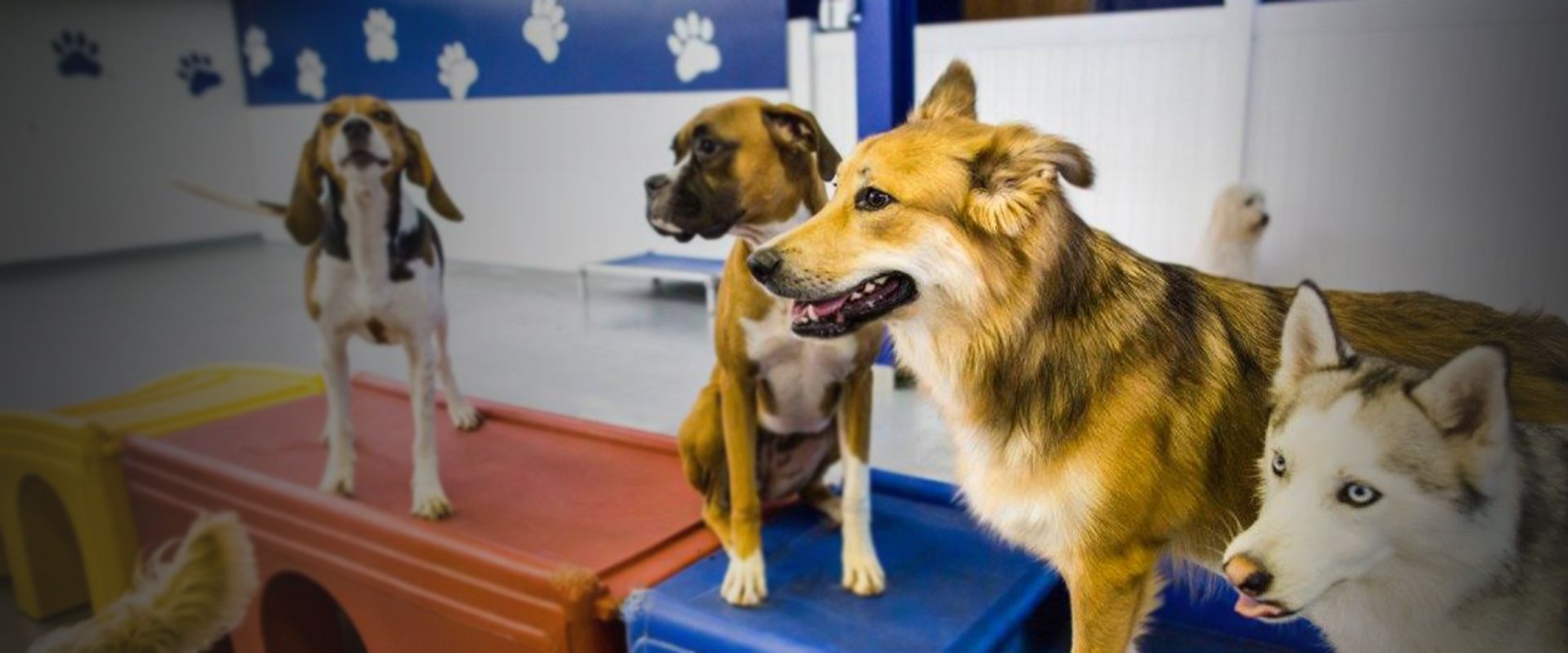 dogs at the woof room daycare